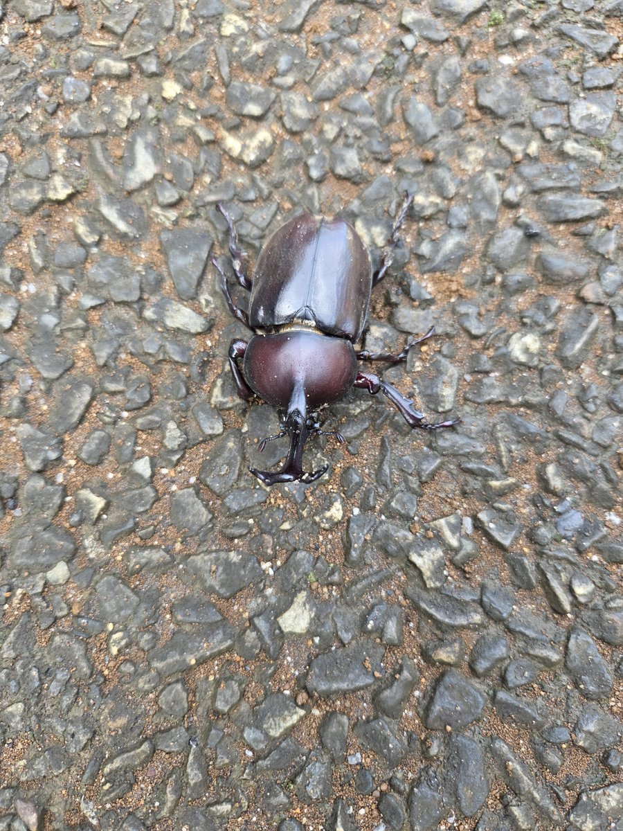 HopeOjieeeee's tweet photo. 路上カブトムシ。 https://t.co/V3fKdLTQsU