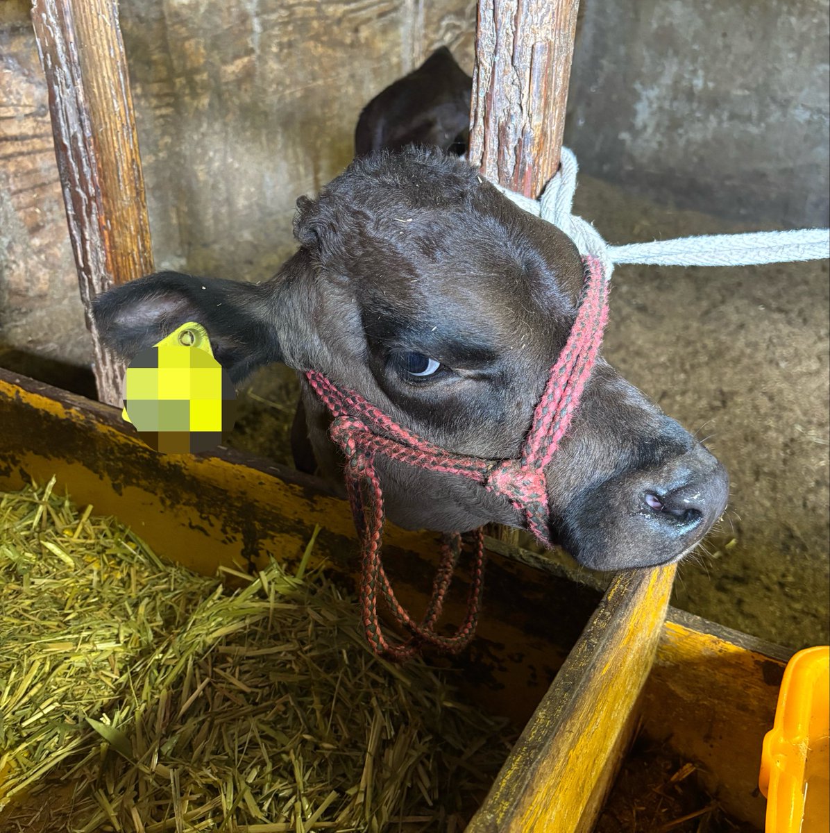 nami_animals_22's tweet photo. 診療のためだから…そんな顔しないで…🐮🥺 https://t.co/a2t3tW8RaX