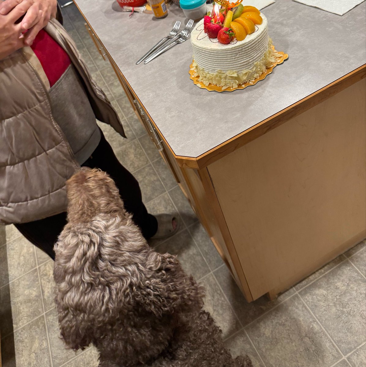 Ryan_the_Spoo's tweet photo. It’s me g’ma birthday so I’m here for the cake! 🎂 #spoo #spoowantscake https://t.co/rDVqnYwxh0