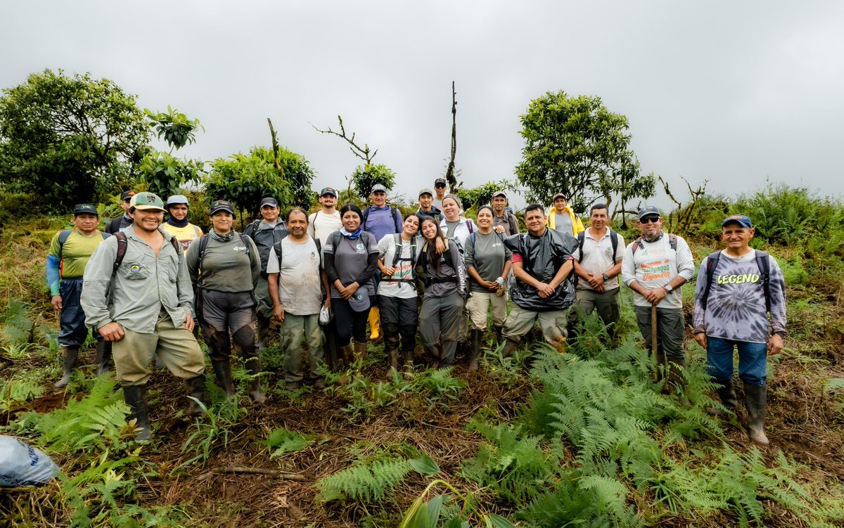 parquegalapagos's tweet photo. 🌱 𝐑𝐞𝐬𝐭𝐚𝐮𝐫𝐚𝐦𝐨𝐬 𝟏,𝟕 𝐡𝐞𝐜𝐭𝐚́𝐫𝐞𝐚𝐬 𝐩𝐚𝐫𝐚 𝐩𝐫𝐨𝐭𝐞𝐠𝐞𝐫 𝐞𝐥 𝐡𝐨𝐠𝐚𝐫 𝐝𝐞𝐥 𝐩𝐞𝐭𝐫𝐞𝐥 𝐝𝐞 𝐆𝐚𝐥𝐚́𝐩𝐚𝐠𝐨𝐬

En la parte alta de Santa Cruz, nuestros guardaparques trabajan para recuperar espacios importantes para el petrel de Galápagos. 

Luego de retirar mora, una especie introducida que desplaza a la vegetación nativa, sembramos 2.600 plantas de miconia, especie única de Galápagos, recuperando cerca de 1,7 hectáreas de hábitat.

Este trabajo, realizado con el apoyo de la Fundación Conservando Galápagos - Galápagos Conservancy, ayuda a devolverle espacio a la vegetación propia de nuestras islas y a mejorar las condiciones para una de nuestras especies más emblemáticas.🌿🐦

Restaurar también es conservar: cada planta que vuelve a crecer suma vida a Galápagos.