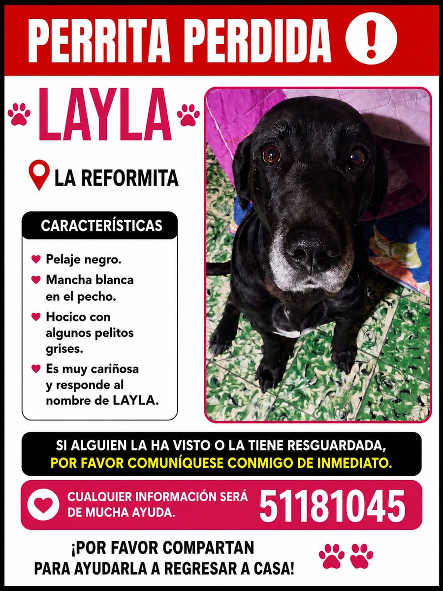 AMAguatemala's tweet photo. Extraviada en La Reformita zona 12.  Por favor ayuda a difundir.  Y si la ves, agárrala y contacta de inmediato al número del aviso. https://t.co/FhO9zBwYt6
