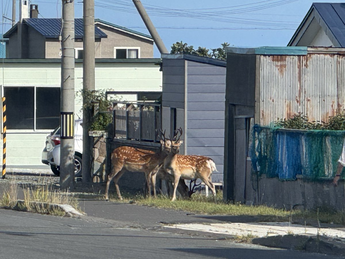 gontadayo tweet picture