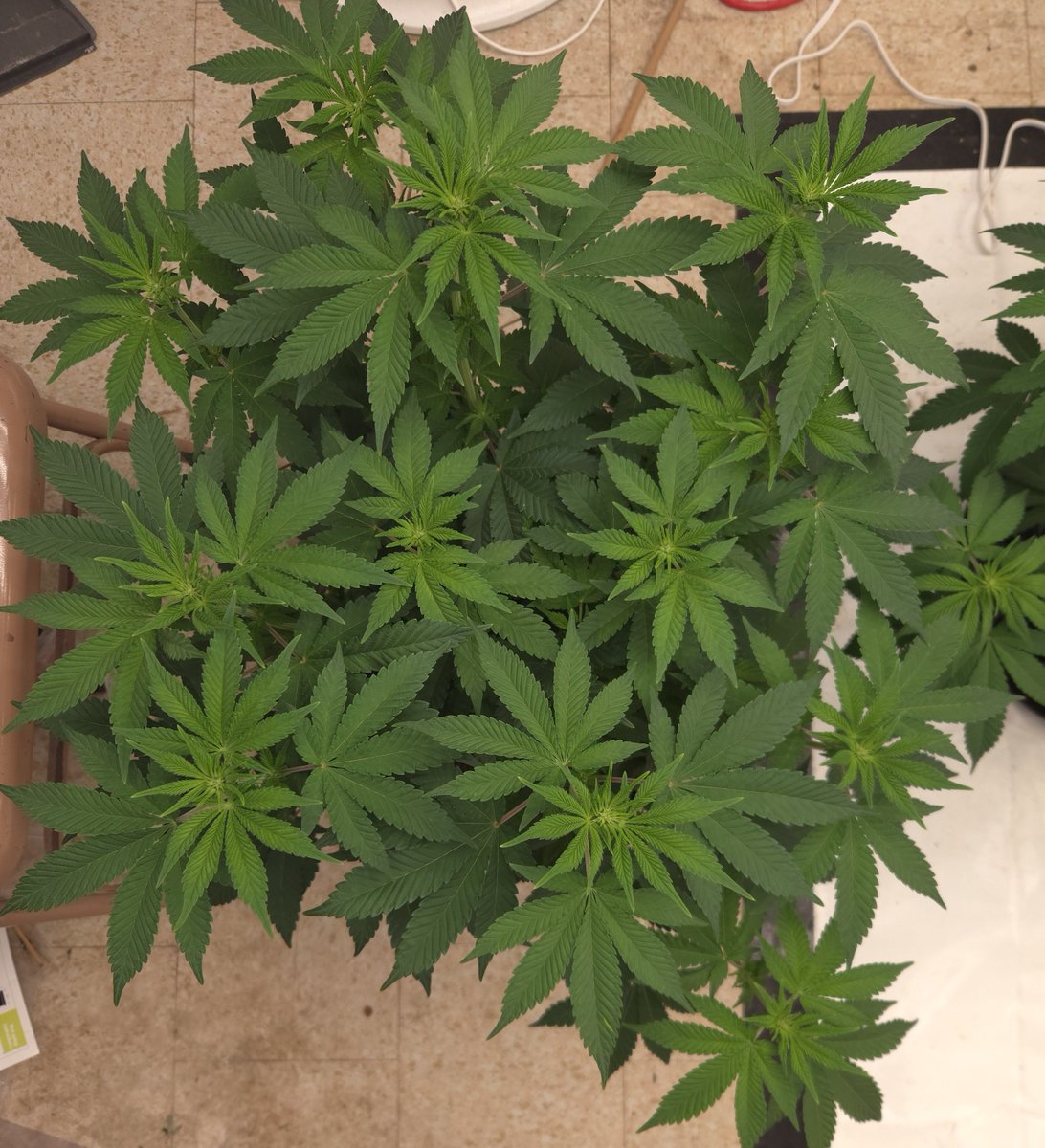 kclightup's tweet photo. Today I got 3 of the 4 plants spread out and cleaned up some of the lowers. It's lights out so recovery pics coming in the morning.
#fuckcancer #GetScreened #growyourown https://t.co/uSwRpgOkGP