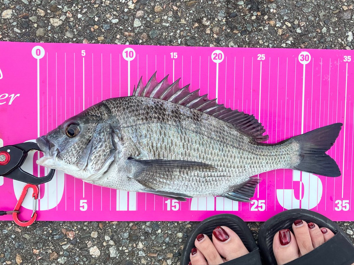 mj_urc_tp's tweet photo. チヌ釣りました🐟やったー！ https://t.co/fWFRpWOua8