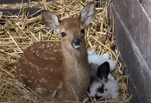 WE_INTERNZ's tweet photo. Me and Intern are hanging out rn 🦌 https://t.co/xomr918ivt