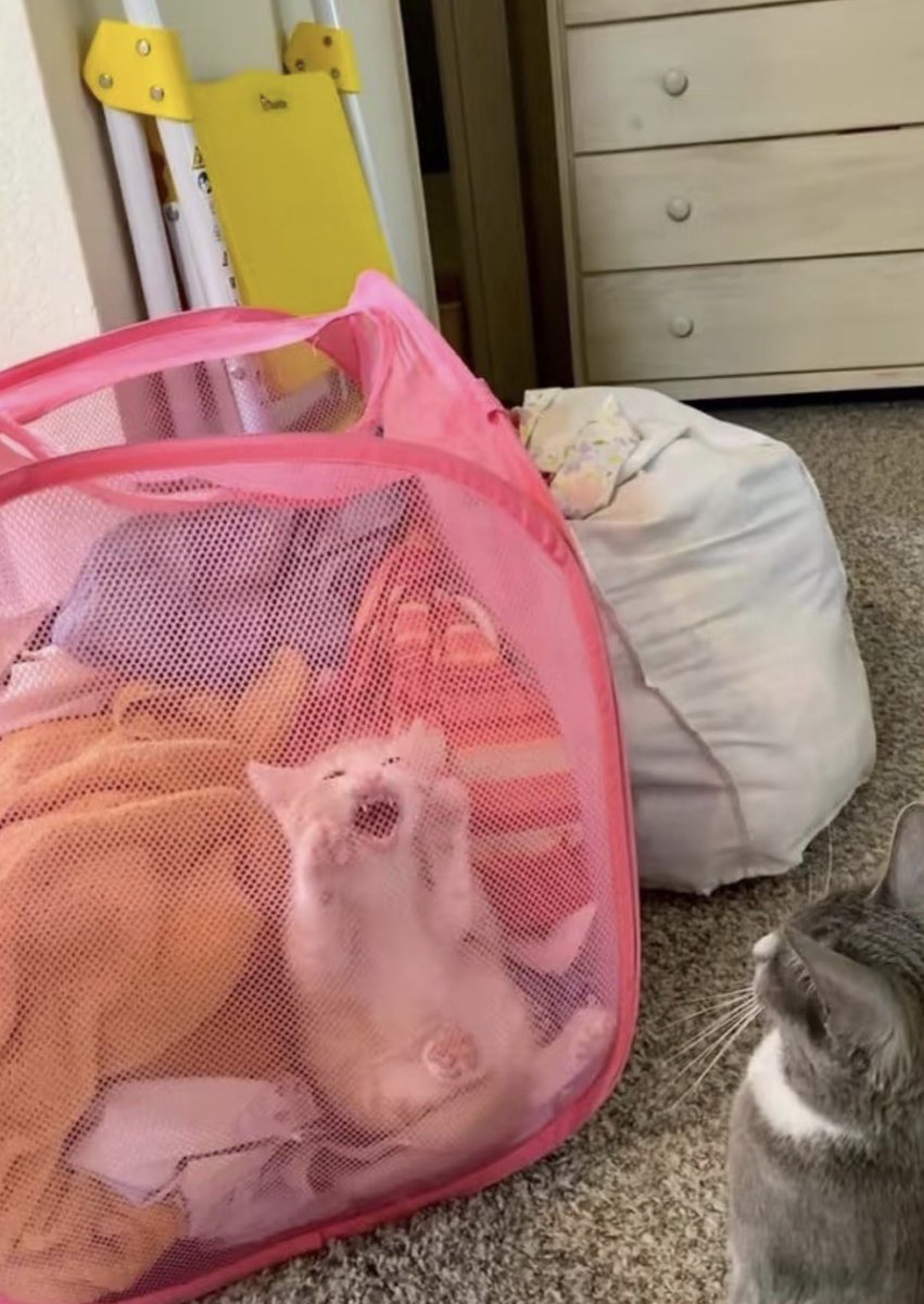 twaniimals tweet picture
