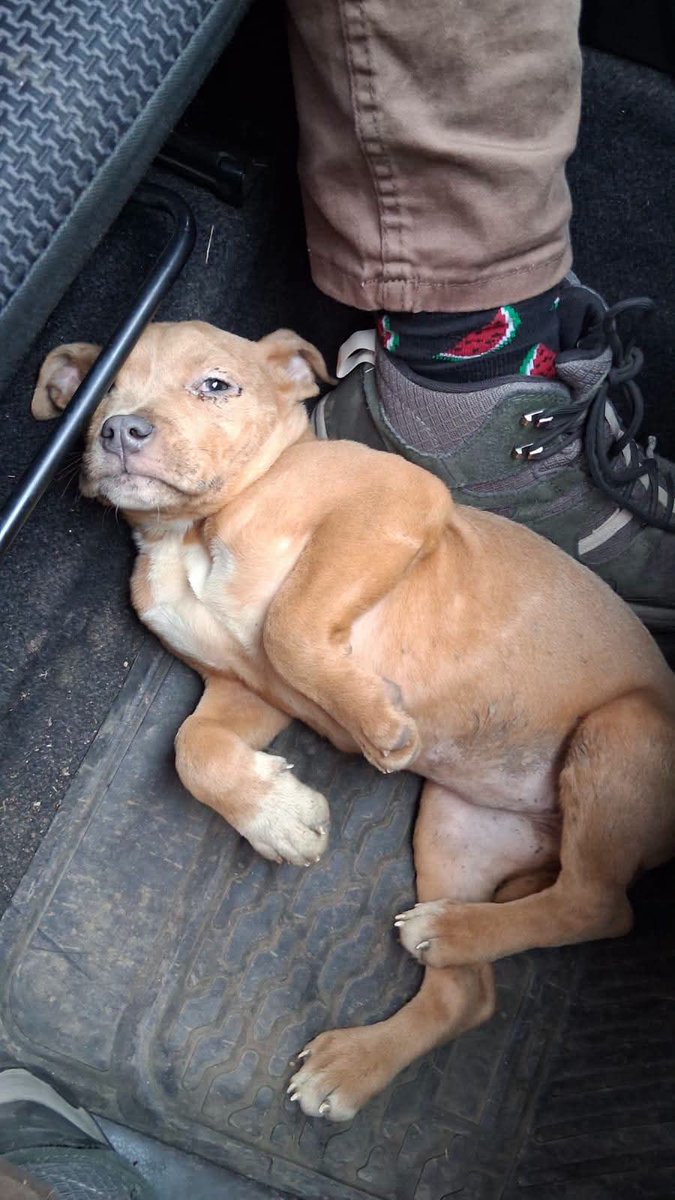 BrendaEtchegar1's tweet photo. SANTIAGO, RENGO. Esta camioneta manejada por una  "señora" y su hija, fueron a botar a ésta cachorra y su madre a camino Lo Lobo  en Rengo. Se rescató a la cachorra, y la madre escapó entre las Zarzamoras @PerrosPlazaHuem @callejeritosDLV @mascotalerta @MascotaGob https://t.co/fHAE2MG79J