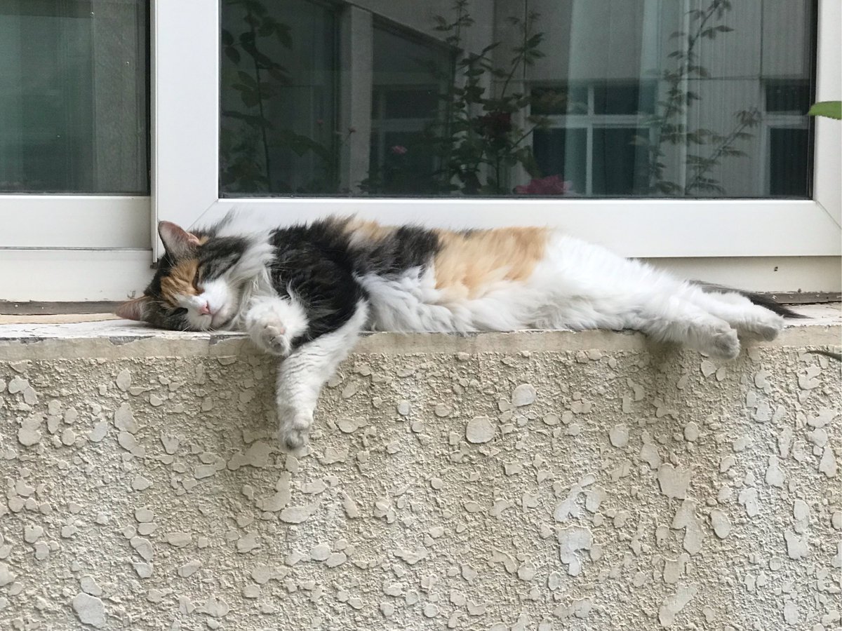 Windy1129699's tweet photo. My morning routine used to be rushing to catch the bus, now I’m making slow coffee while my cat naps on the windowsill  Small wins hit different. https://t.co/LMojqTWY9n