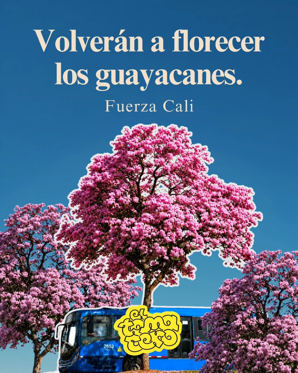 OrgulloCaleno's tweet photo. Florecerán los Guayacanes y atardecera Melo.
#FuerzaCali
Fotos: El Tomatero. https://t.co/vsBgPJAqNZ