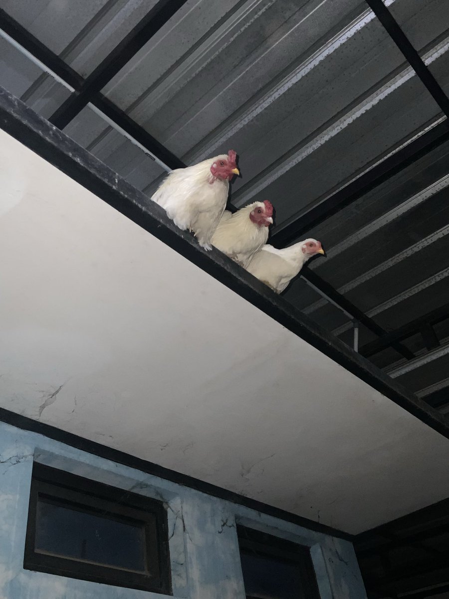 Tokyoba2's tweet photo. Jujur ada vibe aneh(?) ngeliat nih ayam2 tetangga yg demen banget bertengker di atas pintu kontrakan https://t.co/nH7ybFmVKj
