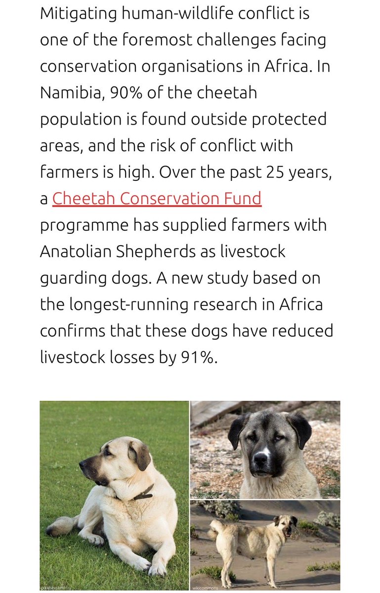 JenniferEvn22's tweet photo. Some more info on the importance of these LGDs from the cheetah conservation project. Notice the dogs have reduced livestock losses by 91%! Their main deterrence is marking their territory and their ferocious bark.

#SaveSnuggles https://t.co/m50HYycVsK