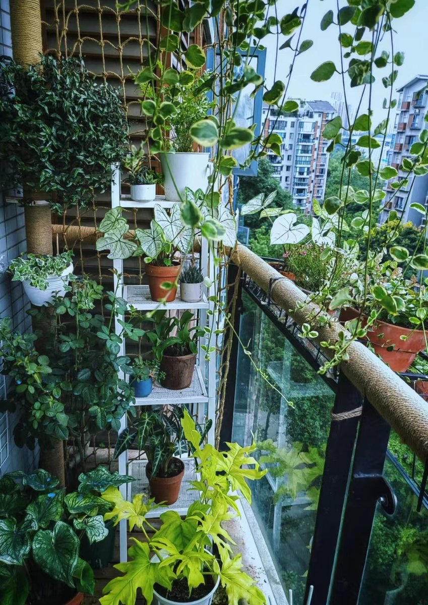 wizguy2430's tweet photo. Just made a macramé plant hanger with old cotton scraps—zero waste, zero fancy tools, just knots and coziness.  #DIYCraft https://t.co/MspPlNGKwm