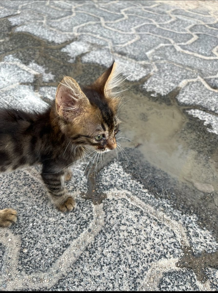 bigudican's tweet photo. Benim iki kedi 
Bigudican ve cigudican https://t.co/IFZS2zov6S