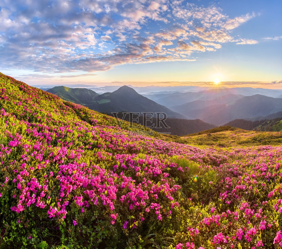 Venessa581278's tweet photo. Just hiked up a hidden mountain trail and found a meadow full of wildflowers at sunrise—this is the kind of magic that makes travel worth it https://t.co/pKjKmZeLPU