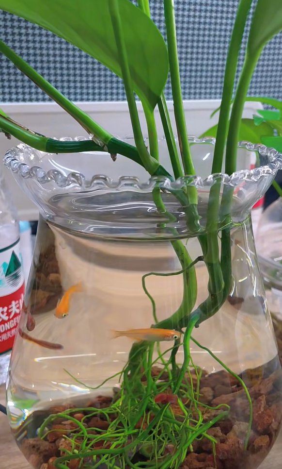 HARUNBASHA18's tweet photo. Just spritzed your pothos u0026 rotated it 10°! Small daily moves keep your green buddy happy—no fancy tools needed https://t.co/yHAUs4WmK8