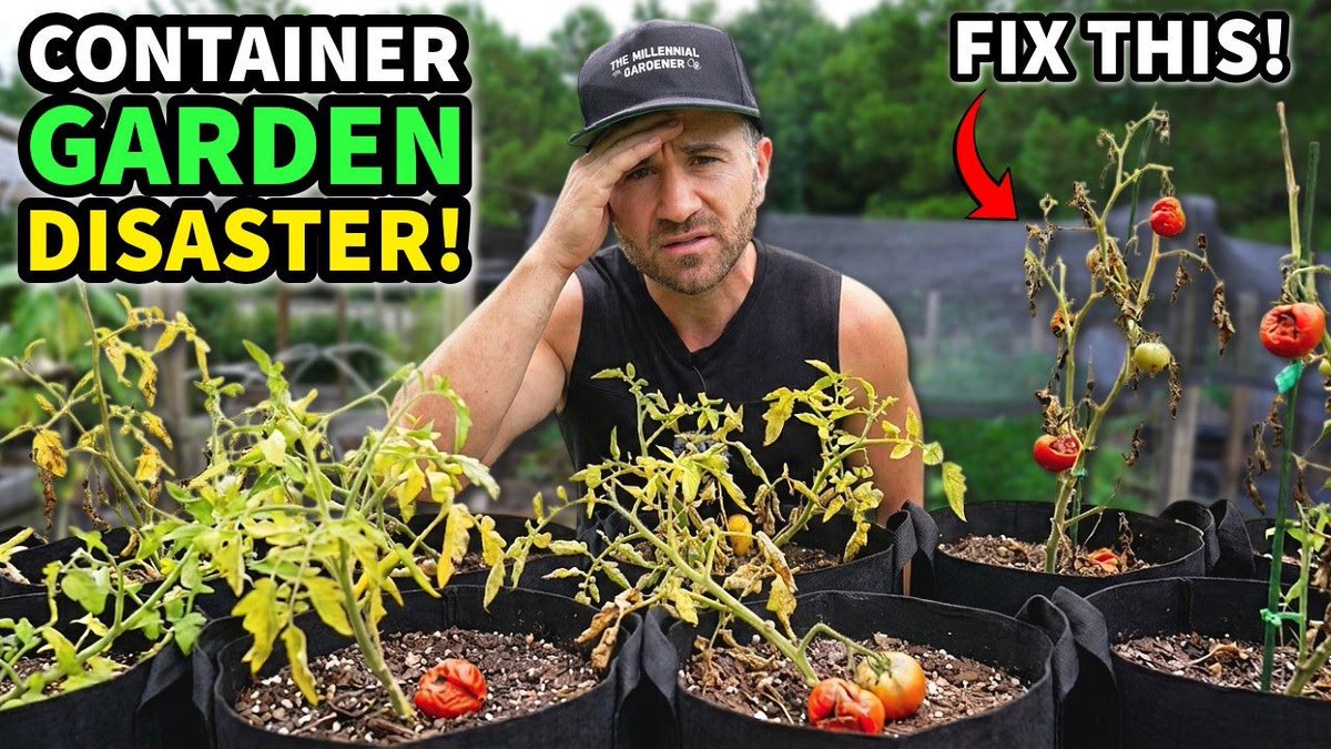 NCGardening's tweet photo. New YouTube video! My container garden was a bust. These are 4 mistakes I made and how to fix them. Learn from my mistakes so you don’t make them 👉
https://t.co/uGDXYeab7z
———
#containergardening #containergarden #garden #gardening https://t.co/J88IcALXWF