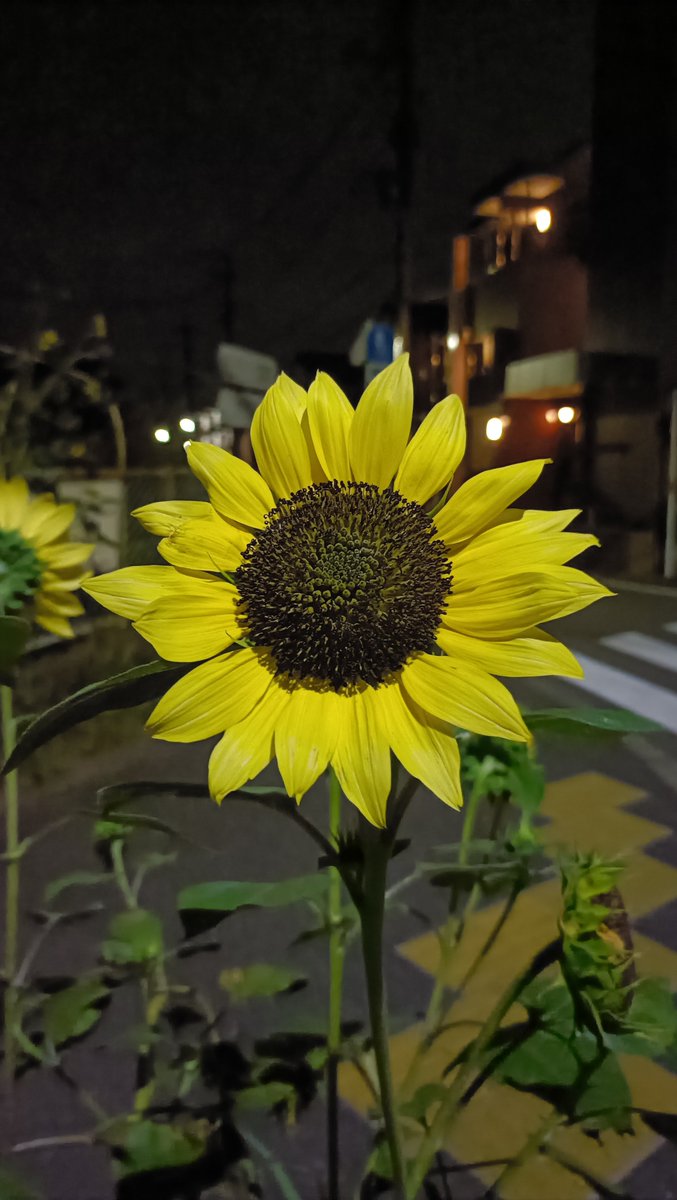 hgs_mei's tweet photo. いつもと違う道いくといつもと違うことある https://t.co/JqUJ2rbQjO