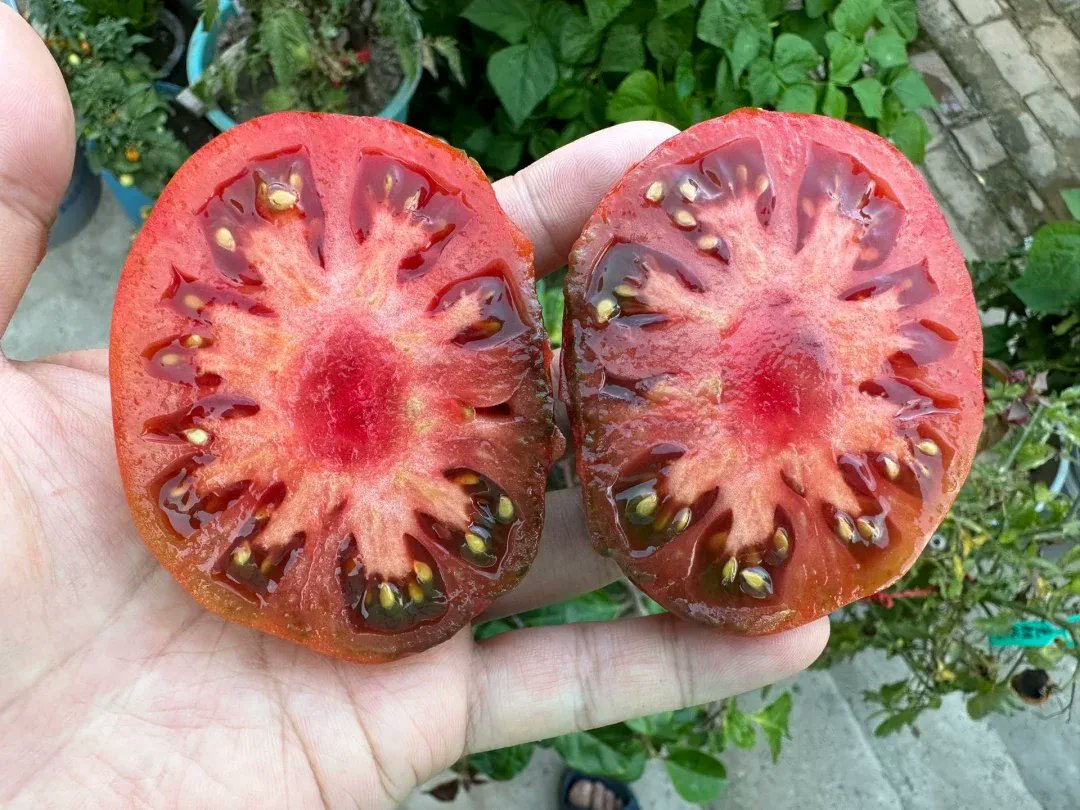 Rohan84596481's tweet photo. Neighborly win today! Shared extra homegrown tomatoes u0026 got a warm batch of homemade cookies in return—small moments make a big street hug!， https://t.co/87gYE3jocZ