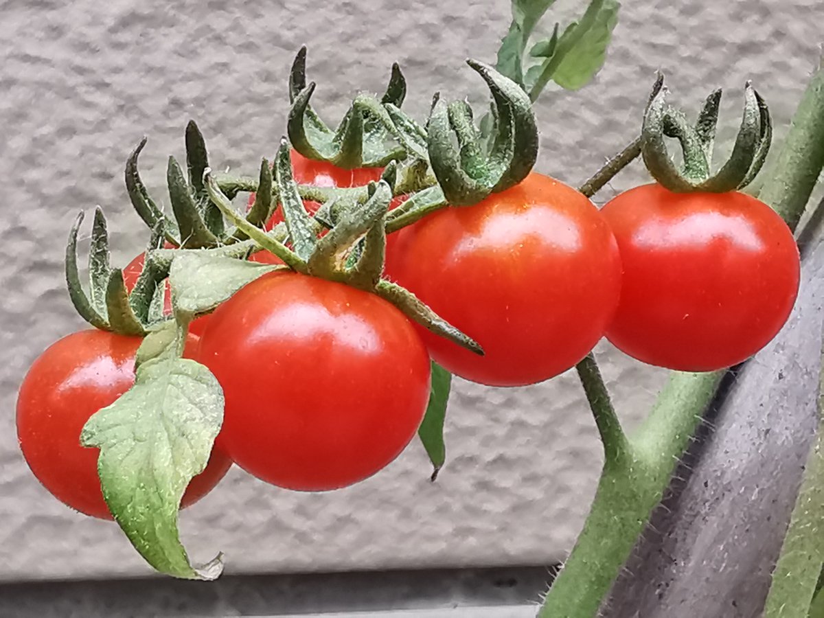 Timothy27257861's tweet photo. Just tried the new organic cherry tomatoes from local farm—burst with sweet, fresh juice, zero weird aftertaste! Perfect for salads or snacking.  #FreshProduce #FoodFind， https://t.co/t0qpD0Xfdo