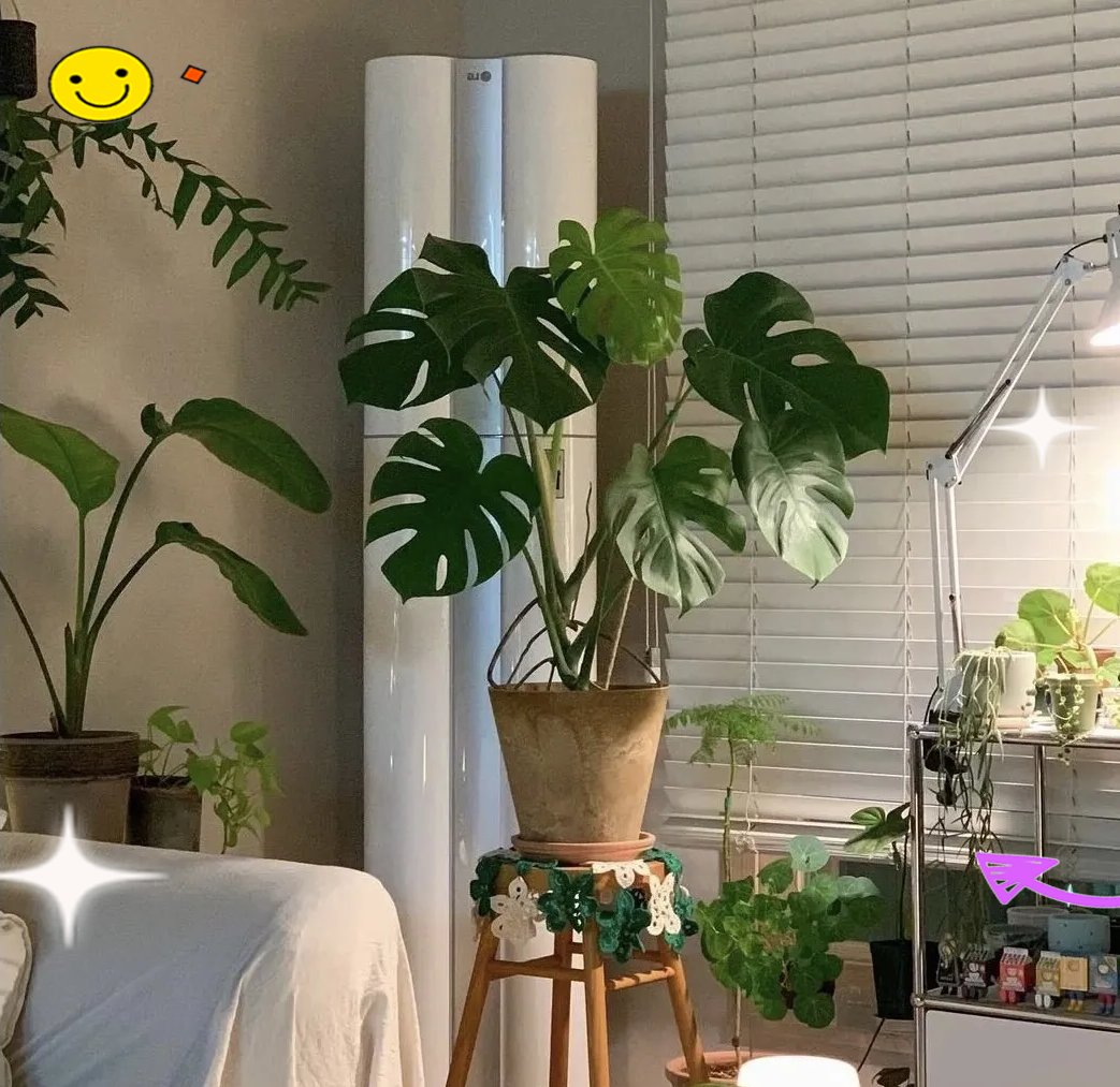 CristalHoeebeh's tweet photo. Keep your pothos thriving: place in bright indirect light, water when top 2 inches of soil dry, wipe leaves monthly to prevent dust buildup! https://t.co/LNukml0uYP