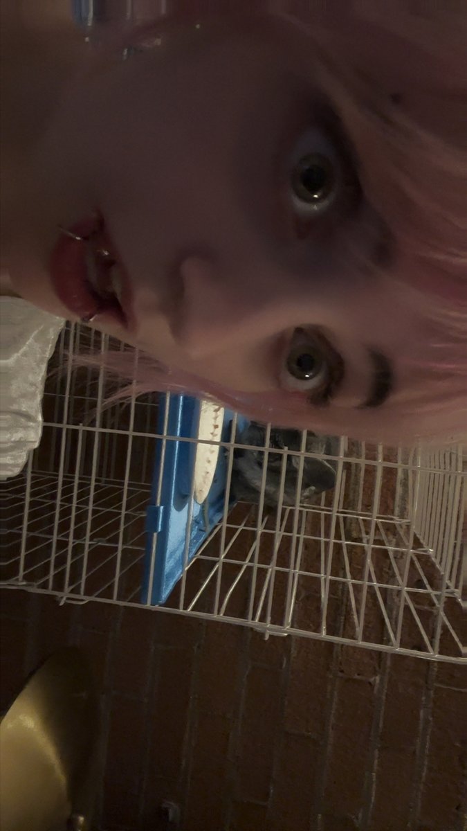 tinaspider0's tweet photo. new apartment new chinchilla !!! https://t.co/tvnCbEBaFp