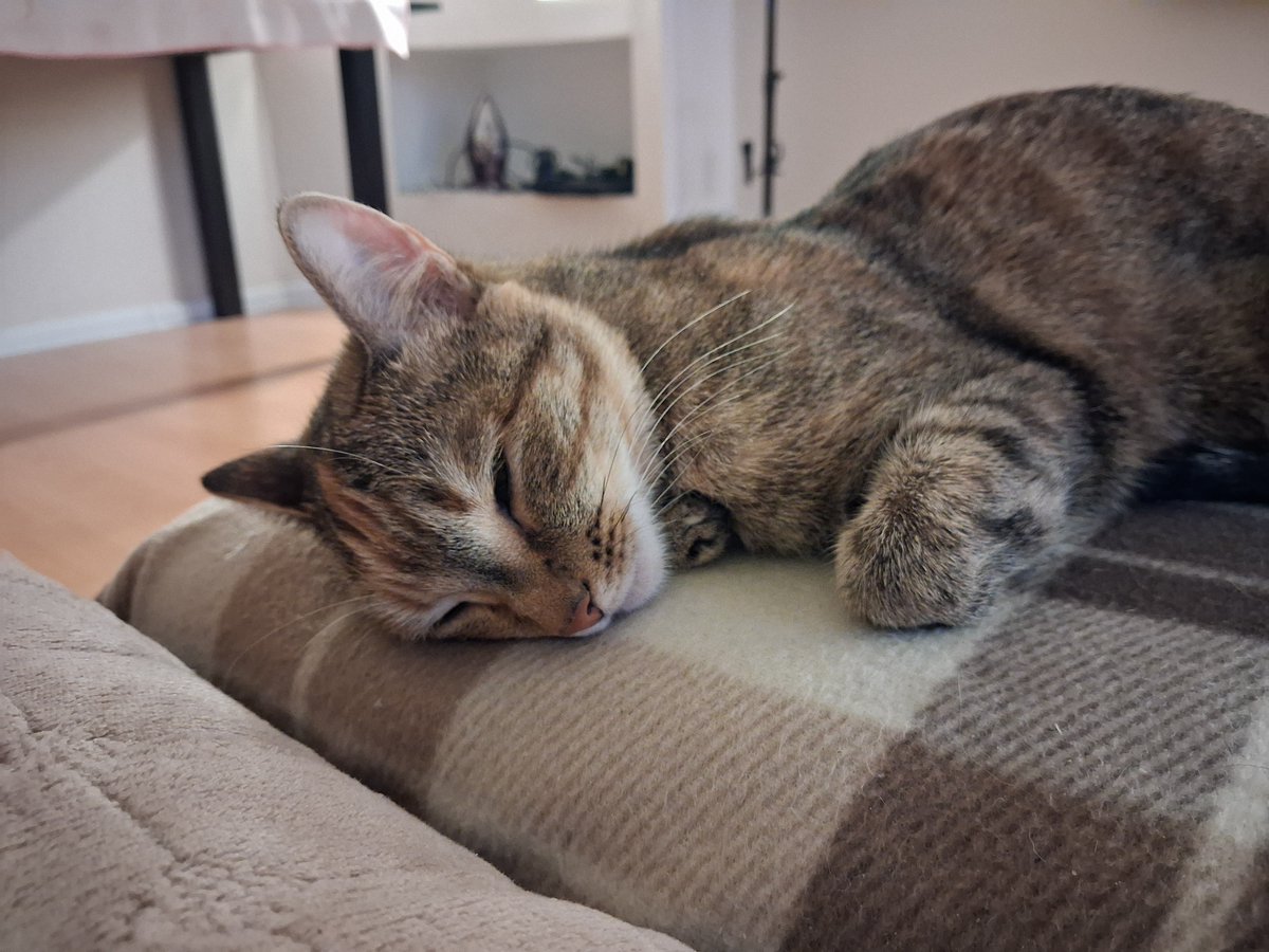 Th3c00l35tguy's tweet photo. How can anyone not love cats?¿?¿?¿?¿?¿?¿? https://t.co/sB4nmIfg4f