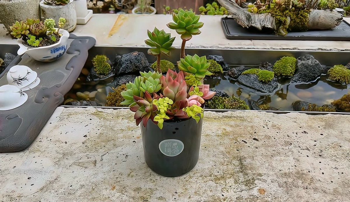co_kathy's tweet photo. Turn an old glass jar into a cute indoor succulent planter in 5 mins—zero waste, all style! #DIYUpcycle， https://t.co/O76lVsxnSj