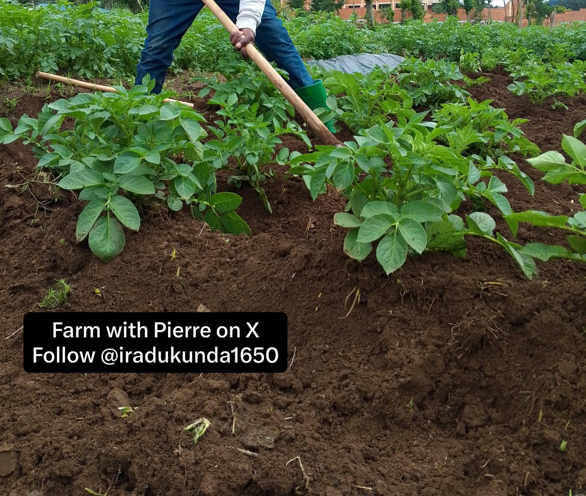 Iradukunda1650's tweet photo. 🚨 “Umuhinzi nyawe ntahinga ubutaka gusa; ahinga icyizere, akabiba ejo hazaza, kandi agasarura ubuzima bw’umuryango n’igihugu.” 💚

Farm with purpose. Grow with knowledge. Harvest with pride.

#Farmers #AgricultureLife #SmartFarming #FarmWithPierre

Let's connect with follow and shares daily agriculture hacks