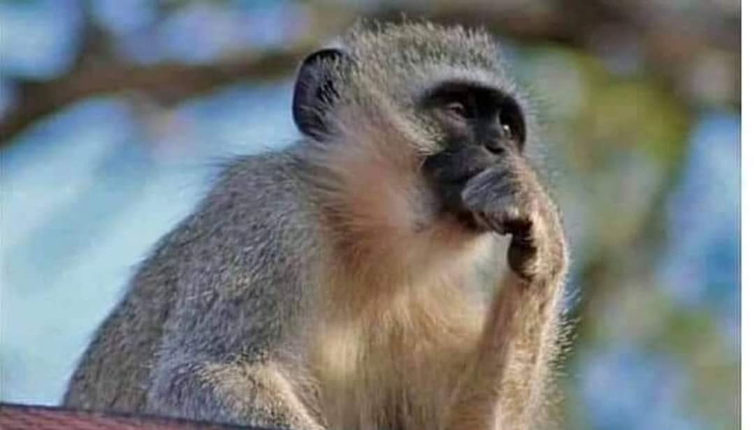 Lenaila7's tweet photo. @LGqaza25606 At this point I really don't care about him,here is a thing bro, this boy is well taken care of by Pirates, earns 4 times than me, he eats well, he has professionals around him,fucks better chics,drives better car,sleeps In hotel every weekend.Then he gives us  this perfomance ? https://t.co/VmKO0JFQfB