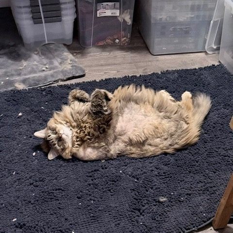 4PawsTeam's tweet photo. Hazel and Gretel, born 2013, were together as kittens. They are looking for a foster or forever home.

They love pets and given their poofy fur, you won’t be able to get enough! Gretel likes to sit next to you whereas Hazel is a bit more independent.
https://t.co/DDVWHy7FO2 https://t.co/8UEfYVGs6w