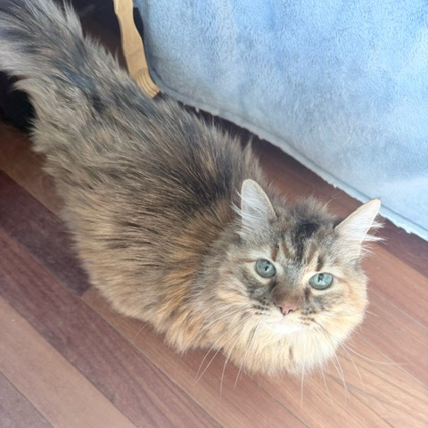 4PawsTeam's tweet photo. Hazel and Gretel, born 2013, were together as kittens. They are looking for a foster or forever home.

They love pets and given their poofy fur, you won’t be able to get enough! Gretel likes to sit next to you whereas Hazel is a bit more independent.
https://t.co/DDVWHy7FO2 https://t.co/8UEfYVGs6w