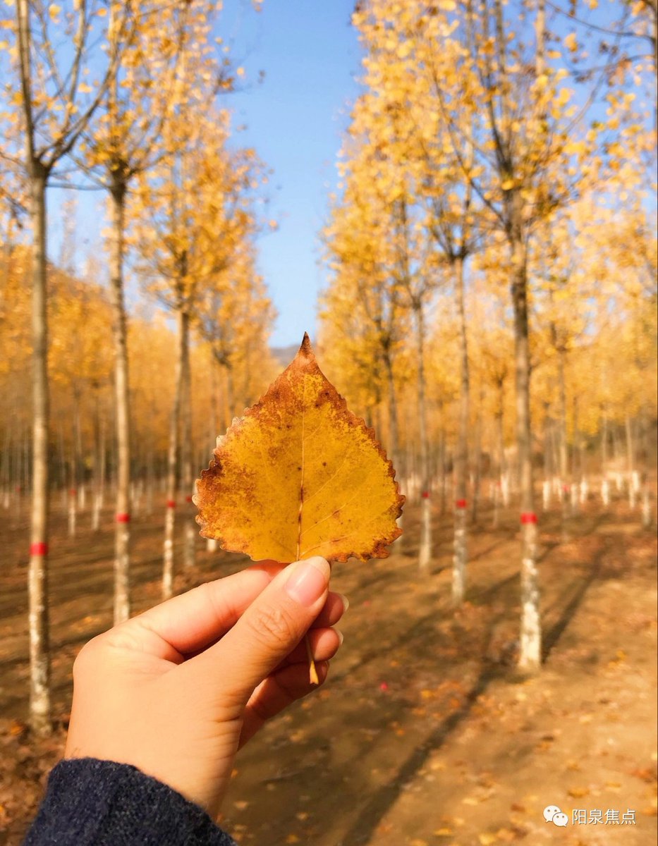 gwictun's tweet photo. Our campus photography club’s autumn outing is on this Sat! We’ll hike the West Hill, capture golden leaves and share works at the foot of the mountain. All photography lovers are welcome to join~ https://t.co/vkys2FnYnL