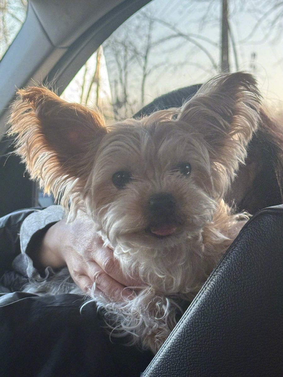 EmileeFlagl03's tweet photo. My senior pup just curled up in my lap and sighed—best therapy after a long day.  What’s your quiet happy moment with your pet https://t.co/hHuF3N7IAd