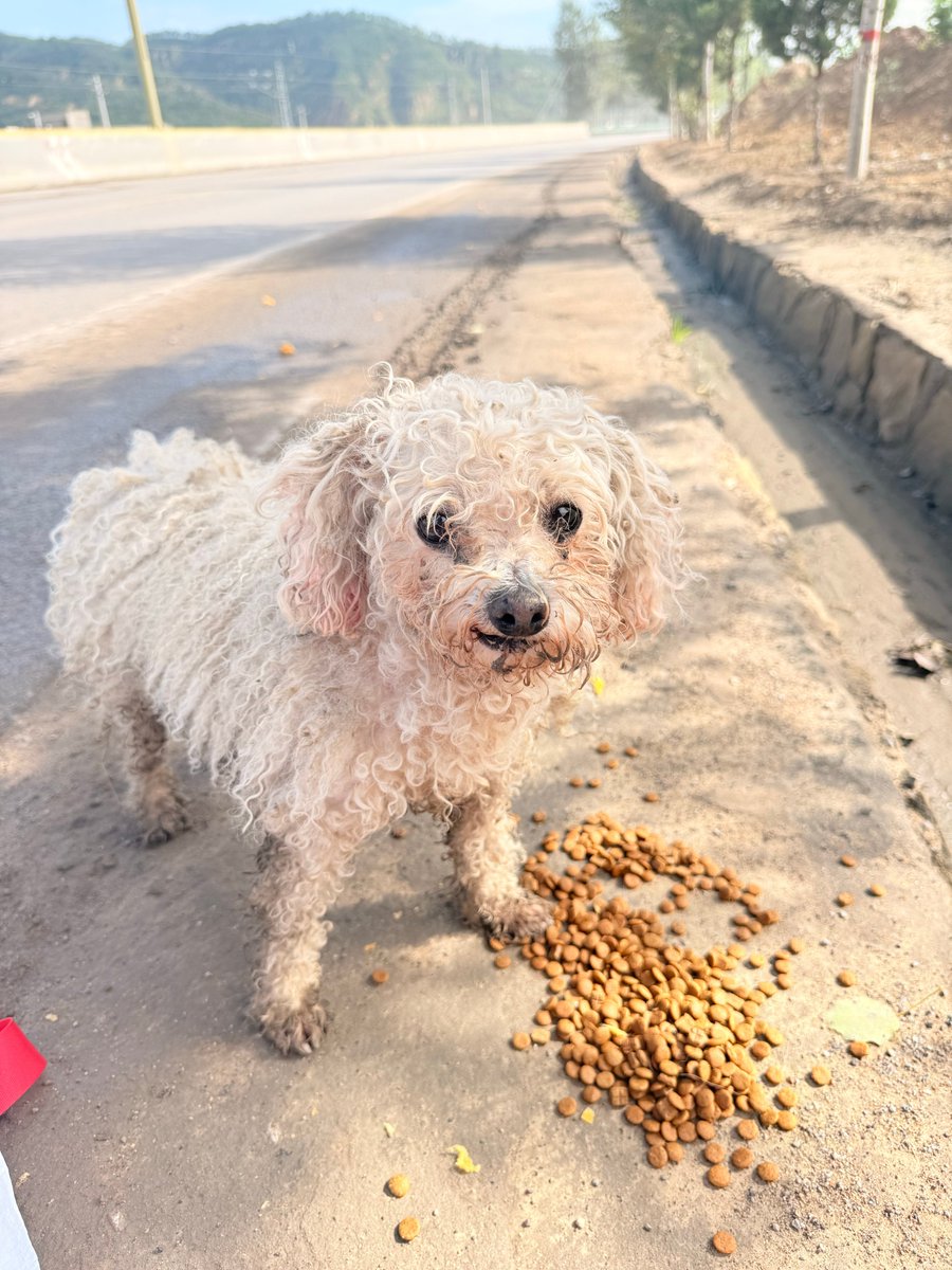 chicotehunter's tweet photo. My rescue puppy, Max, hit his 6-month milestone today! He went from being shy to zooming around the park, learning "sit" and stealing socks—what a little chaotic joy.  #PuppyGrowth #DogLife https://t.co/jvycFEnWXH