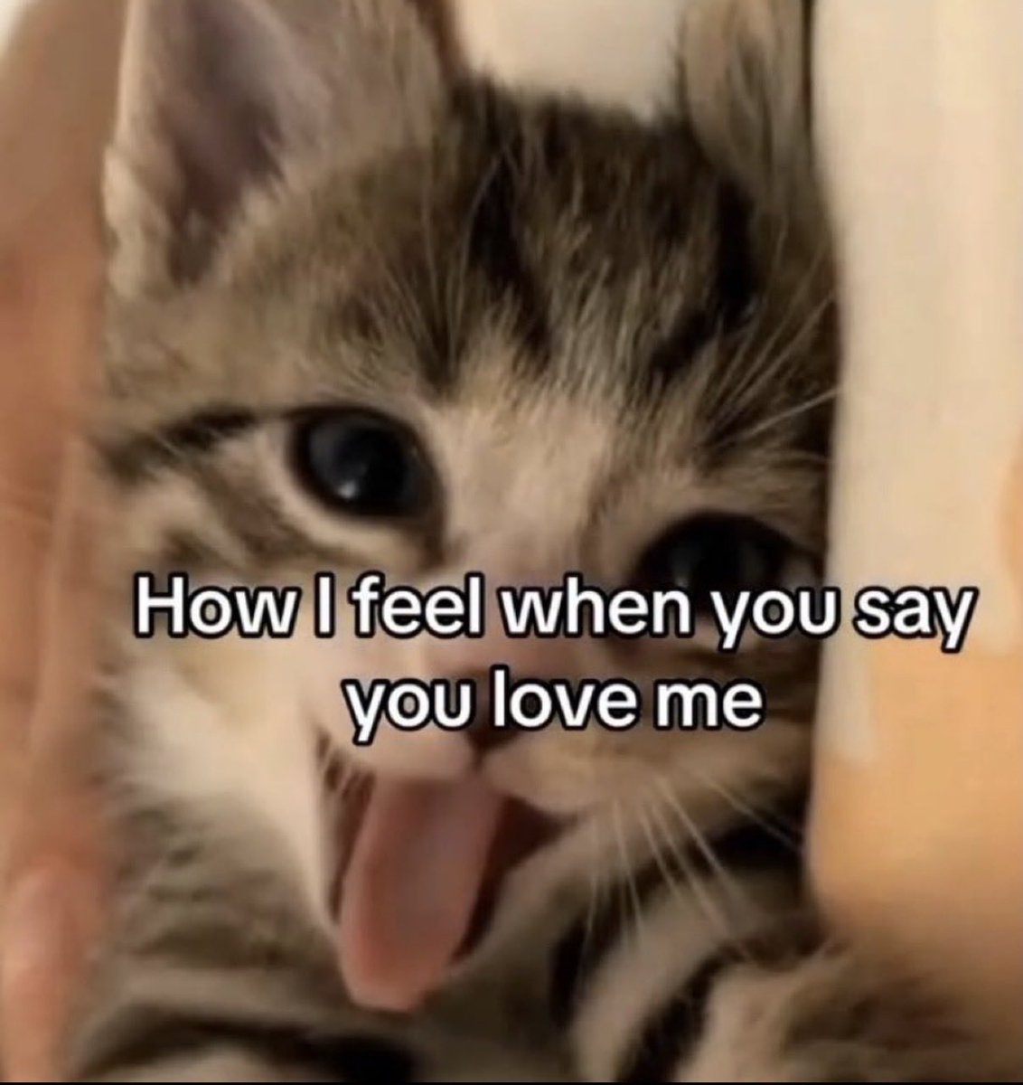 MyCuteCatPage's tweet photo. https://t.co/q4qaF8W3Tx