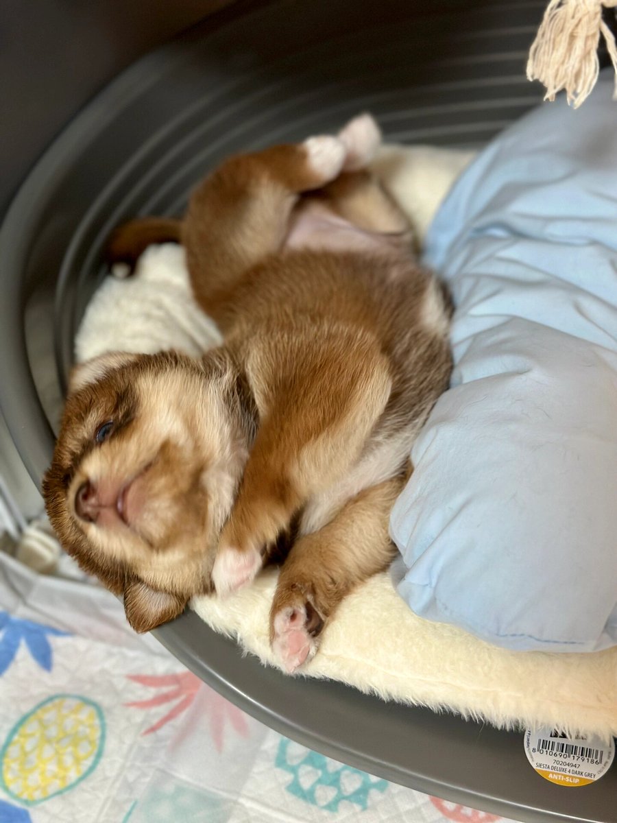 1Elscabio's tweet photo. Got home to find my furry friend curled up on my work clothes—best surprise after a long day.  #PetLove https://t.co/asI2APmV6J