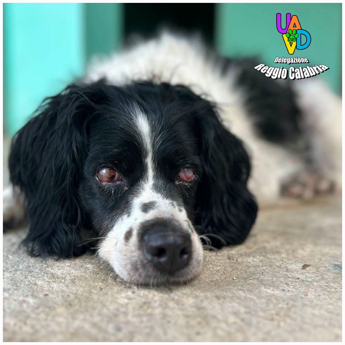 unonlus's tweet photo. #Dory non può rimanere invisibile!
Ha 5 anni, è cieca ed è stata abbandonata. Gioca, ama la vita, ma #cercafamiglia come figlia unica.
​📍 Da Reggio Calabria arriva in tutto il Centro-Nord.
📞 345 5855216
​A volte basta un RT per salvarle la vita! 🐶💔
#uadareggiocalabria https://t.co/Fk7Kru09PH
