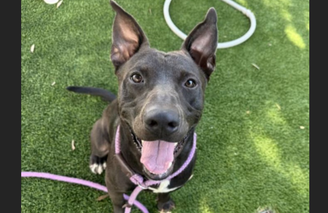 HollywoodDogs's tweet photo. King, a 1-year-old Pit Bull mix at an overcrowded shelter in South #LosAngeles, #CA, is in IMMEDIATE need of adoption, a foster home, or rescue https://t.co/hKiBW5JFEZ #URGENT #PitBull #AdoptableDogofDay 🐶 https://t.co/U7DtR0JMs0