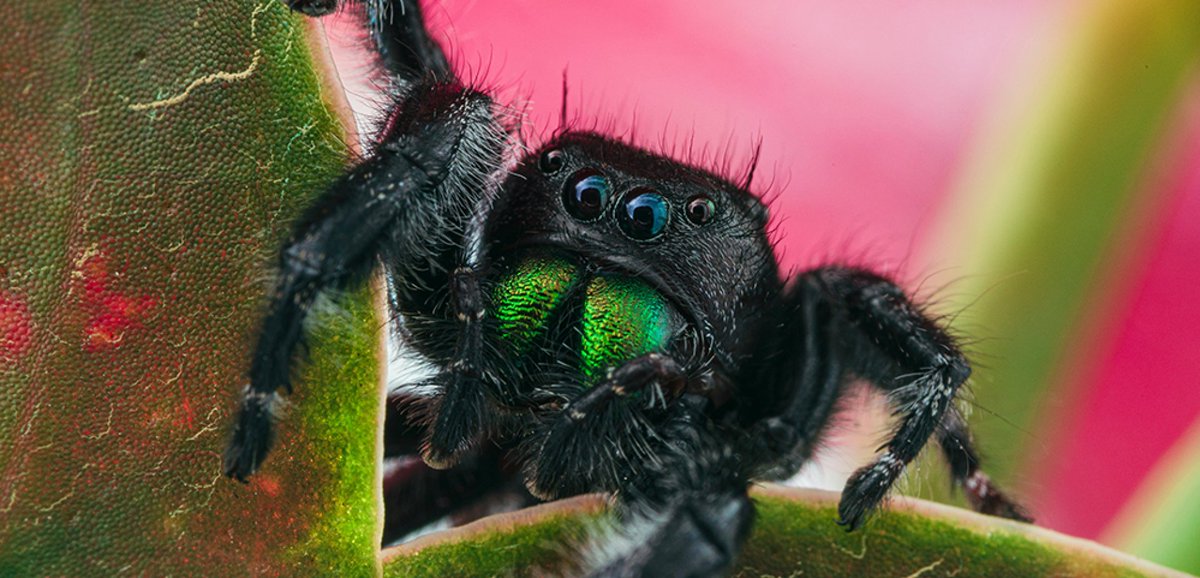 NHMU's tweet photo. 🕷How many spiders can we photograph in Utah over one week?🕷

All iNaturalist observations of arachnids made in Utah from August 15-23 will automatically be added to this project.

We can't wait to see what you find!

https://t.co/UHdU9ZVwSs https://t.co/rS0Lg9j04r