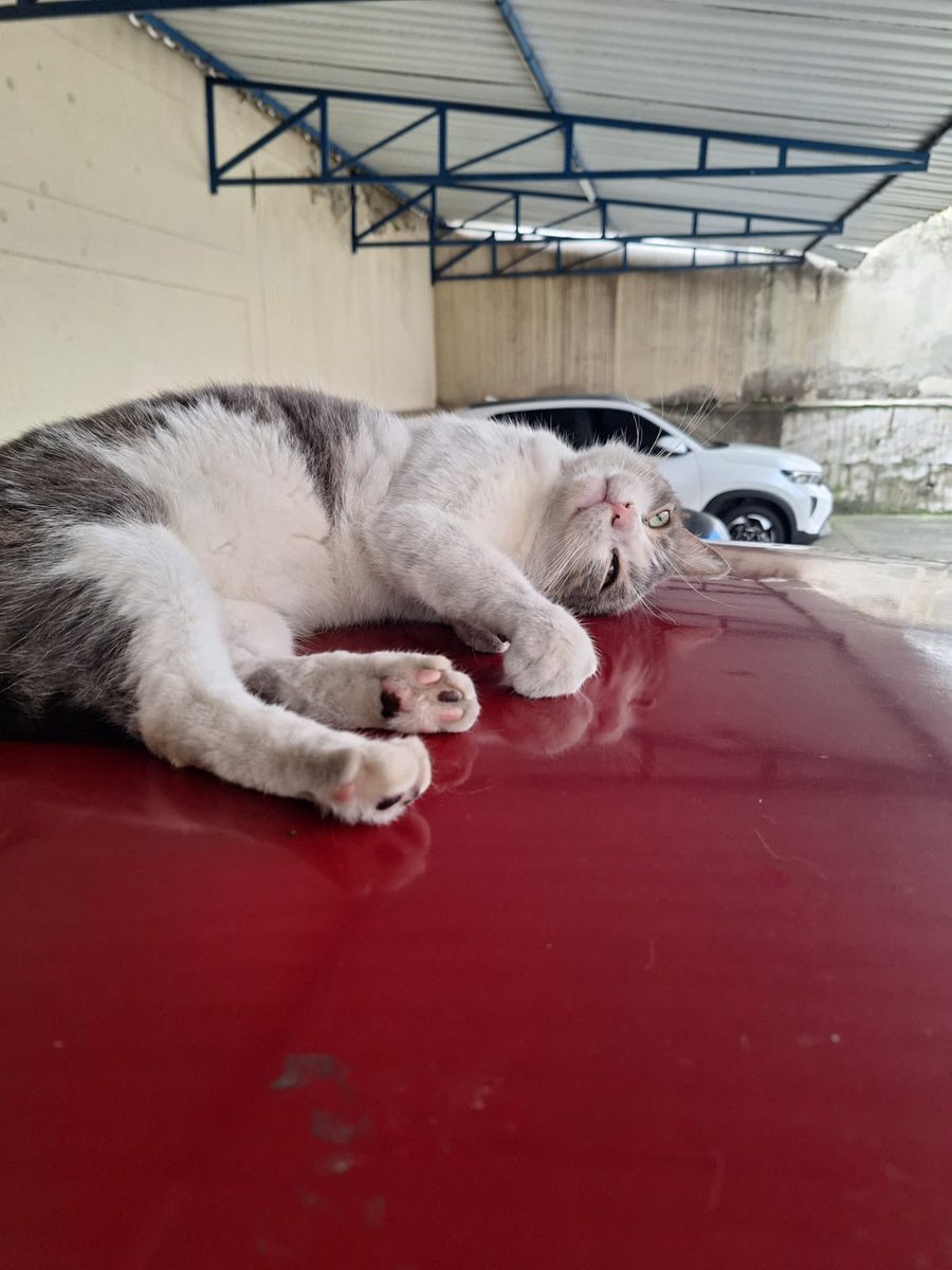 PauPanderetas's tweet photo. En Cali se busca a Pancho🚨🚨

Era el gato del edificio donde vivía mi amiga. El edificio no se cayó del todo pero quedó destrozado y no saben nada de Pancho aún. Es un poco arisco y no tenía collar. En Los Cámbulos. https://t.co/Rwt0hfU9YX