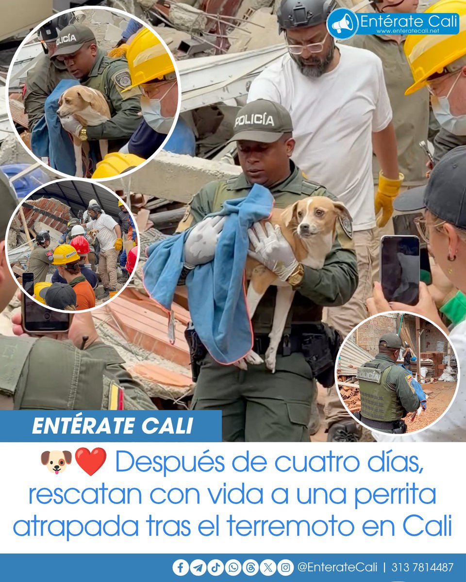 EnterateCali's tweet photo. Luego de cuatro días atrapada, una perrita fue rescatada con vida gracias al trabajo conjunto de rescatistas, la comunidad y las autoridades en el sector del Coliseo El Pueblo. La mascota permanecía atrapada entre los escombros tras el terremoto que sacudió a Cali y, finalmente, este viernes fue puesta a salvo. 🐶❤️🙏🏼