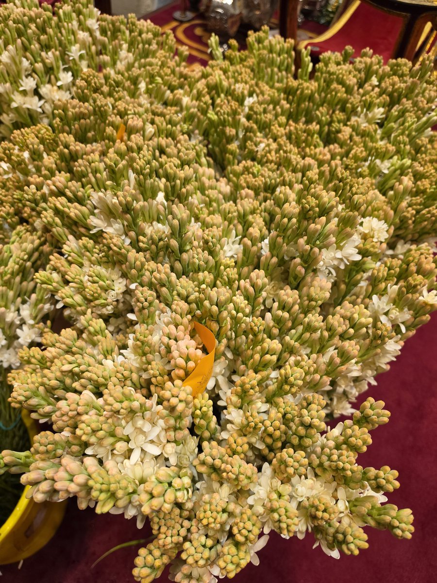 VirgenDeReyes's tweet photo. 🔹️ En estos momentos se colocan las más de mil varillas de nardos de la Virgen de los Reyes para su procesión https://t.co/DXN2gkQRMh