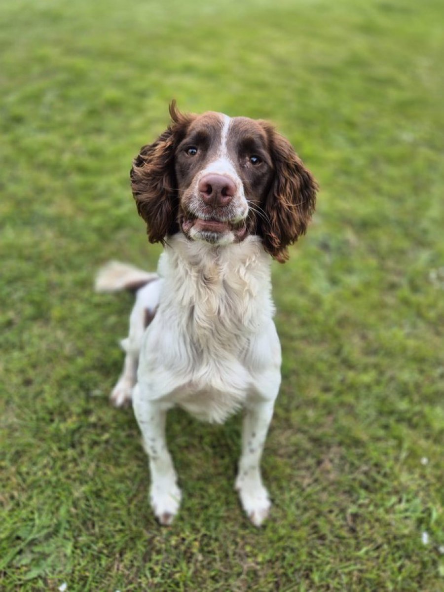 MerPolDogs tweet picture