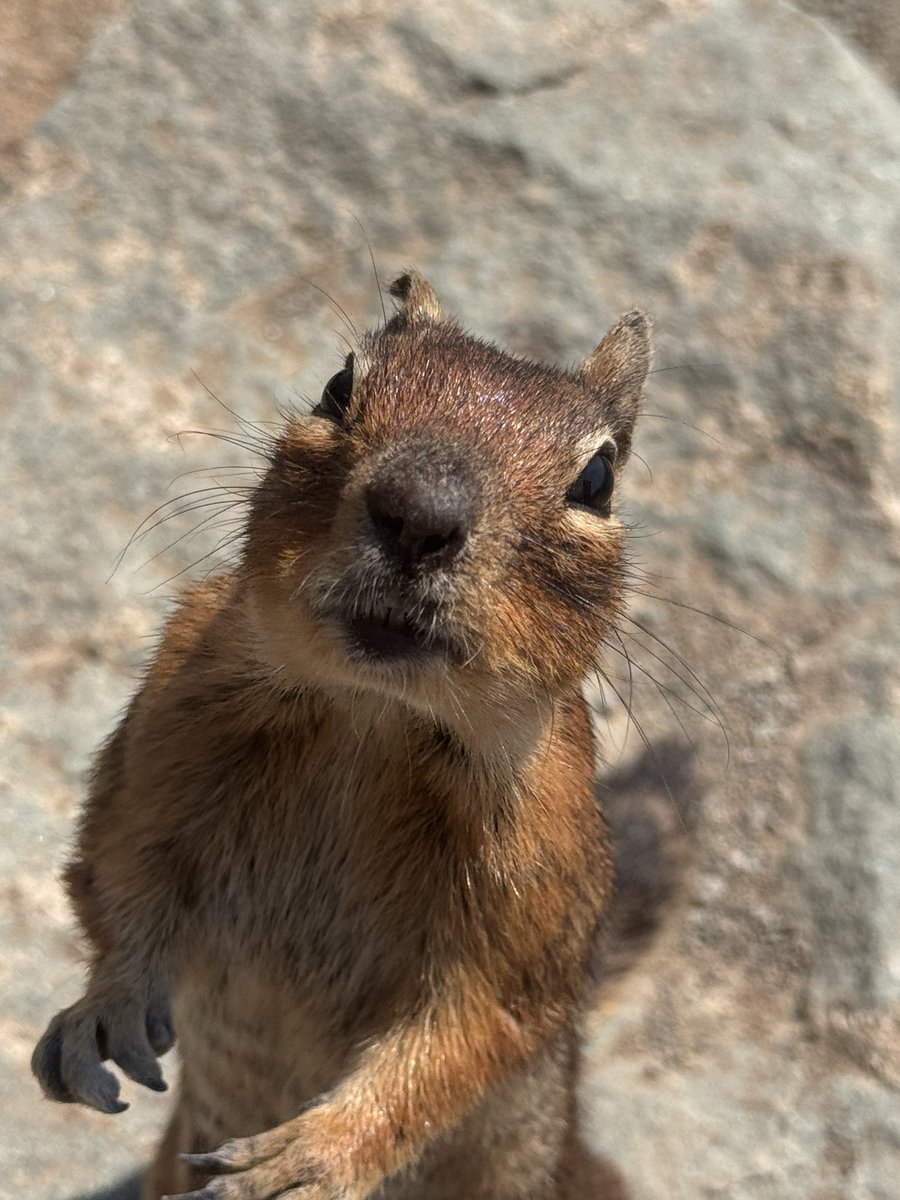 PNSN1's tweet photo. Happy #FieldworkFriday! PNSN field crews recently encountered a friendly deer and friendlier squirrel at @USGS_ShakeAlert -contributing seismic stations EGRN on Evergreen College's campus and FMW on Mt. Fremont–but kept their distance from a black bear & her cubs on the mountain. https://t.co/LuU2LL1RSr