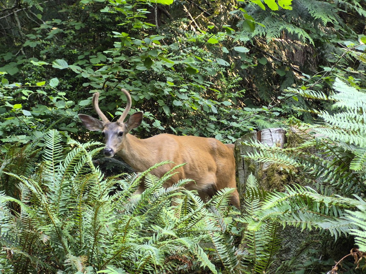 PNSN1's tweet photo. Happy #FieldworkFriday! PNSN field crews recently encountered a friendly deer and friendlier squirrel at @USGS_ShakeAlert -contributing seismic stations EGRN on Evergreen College's campus and FMW on Mt. Fremont–but kept their distance from a black bear & her cubs on the mountain. https://t.co/LuU2LL1RSr