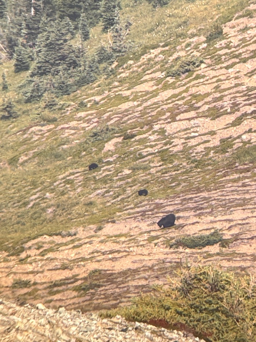 PNSN1's tweet photo. Happy #FieldworkFriday! PNSN field crews recently encountered a friendly deer and friendlier squirrel at @USGS_ShakeAlert -contributing seismic stations EGRN on Evergreen College's campus and FMW on Mt. Fremont–but kept their distance from a black bear & her cubs on the mountain. https://t.co/LuU2LL1RSr