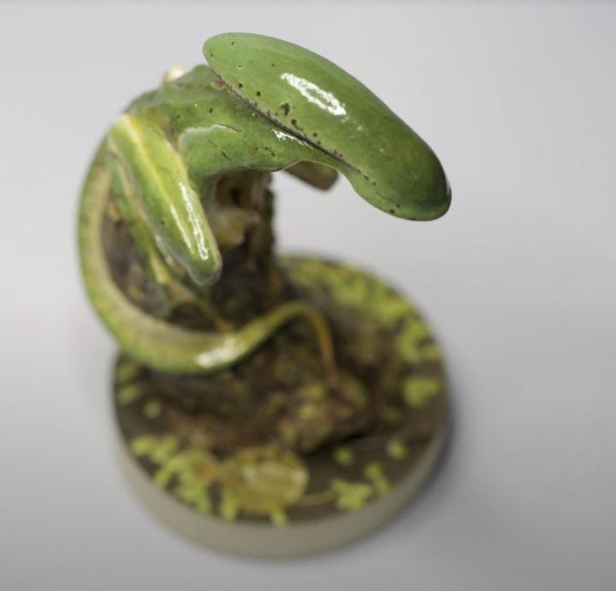 solisolsoli's tweet photo. Xenomorph frogs sculptures — Li Changchun https://t.co/YpK3pV7yYc