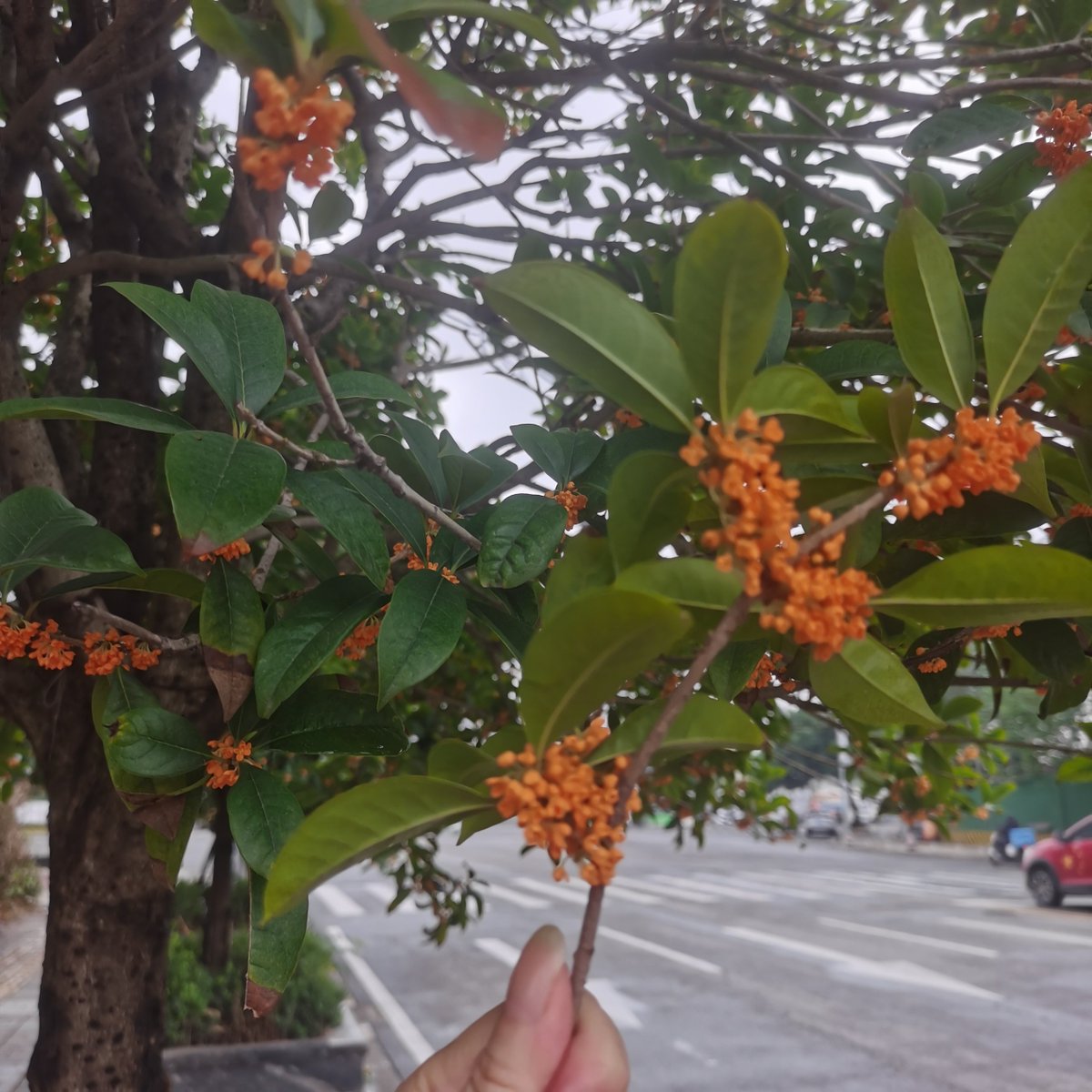 bts_armyksy's tweet photo. 今天下班路上吹到了带着桂花香的晚风，所有累都散啦～ https://t.co/RUVVmQWO95