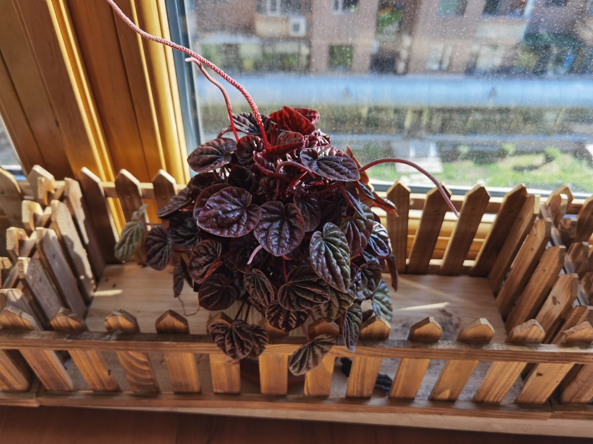 Killmeslowly8's tweet photo. Woke up to my tiny balcony garden now having full sun and growing my first tomato! Feels like small wins make big changes. https://t.co/qa6aBAX2LN