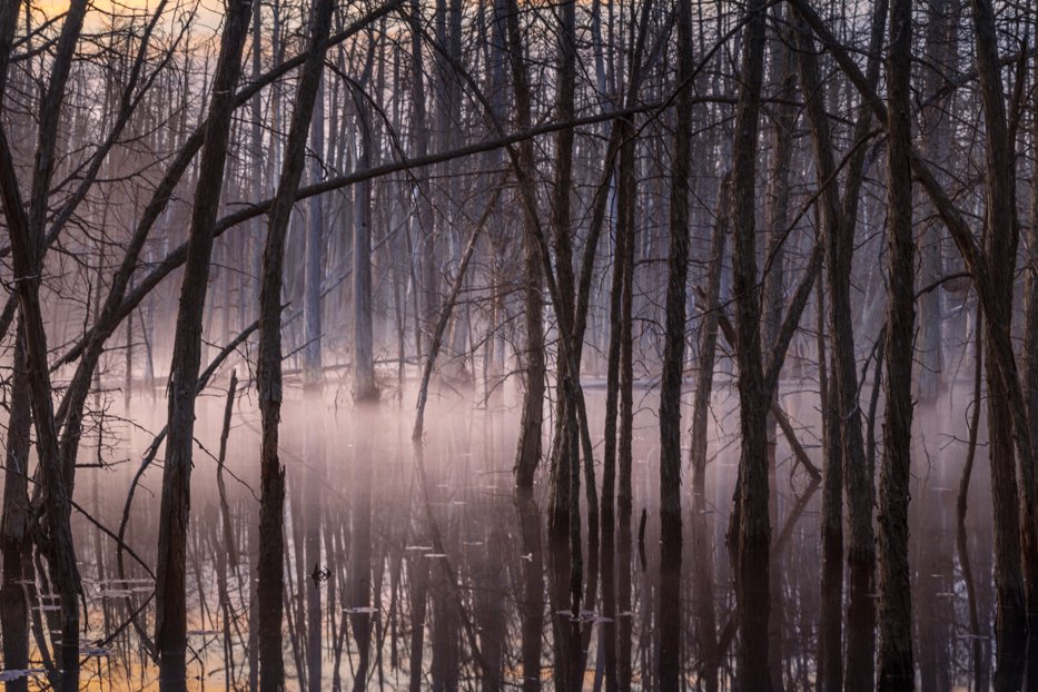 robinlange's tweet photo. Sometimes the ghosts rise from the swamp on warm summer nights. Sometimes it feels like something else.
Something older than breath, something burned and buried remembering how to scream.

The story behind the words: https://t.co/fiDN6sAgrX 

#GothicHorror #PineBarrens https://t.co/SMTUa1nVOG